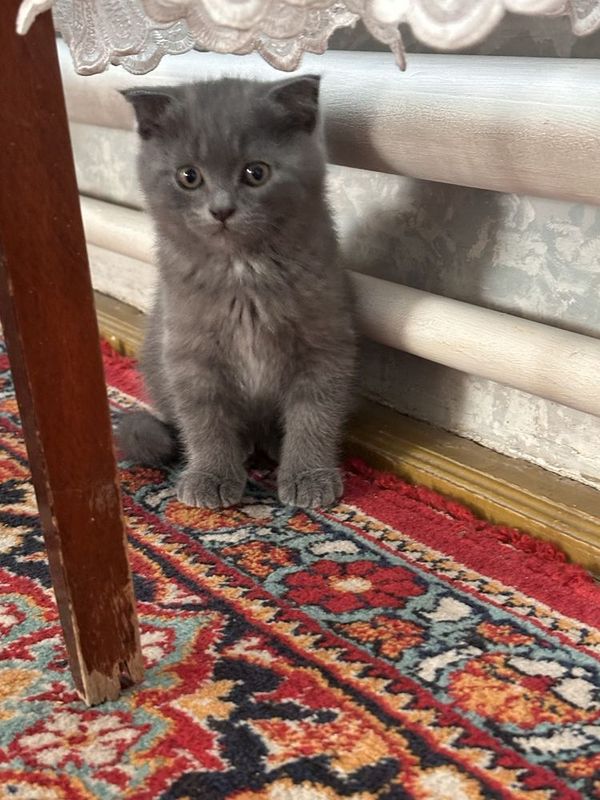 Котята скотиш фолд Котята скотиш фолд
