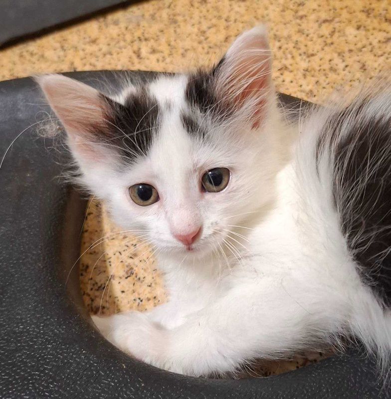 Котенок беленький с черными пятнами, 2 месяца Котенок беленький с черными пятнами, 2 месяца