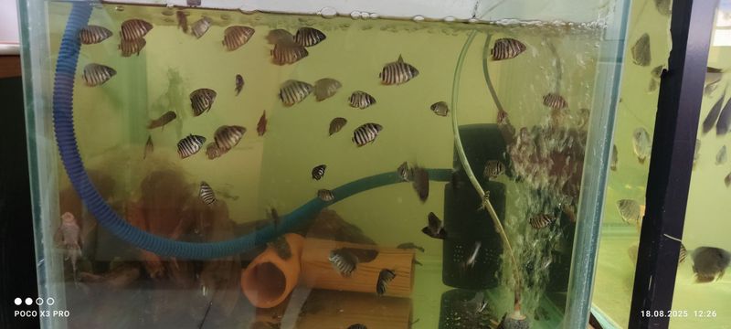 Ложный дискус зелёный Ложный дискус зелёный
