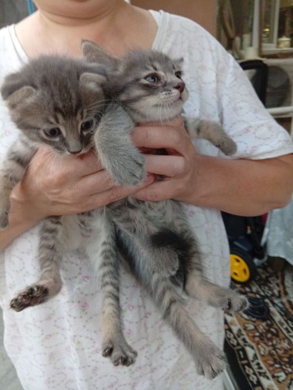 Продаются котята. Продаются котята.