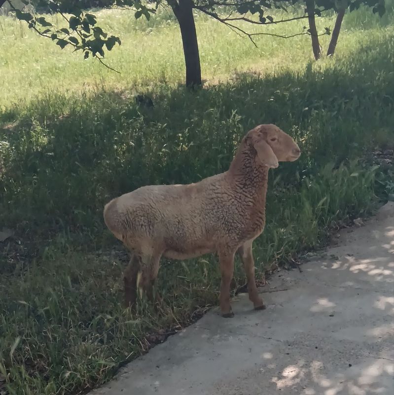 Quy 3ta sotiladi Quy 3ta sotiladi