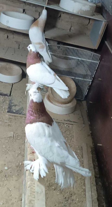 kabutar sotiladi kabutar sotiladi