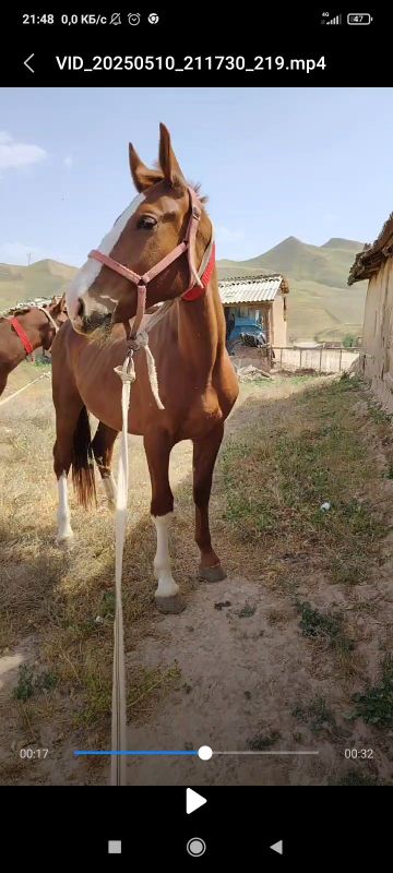 Toy sotiladi 3 yoshga chiqadi Toy sotiladi 3 yoshga chiqadi