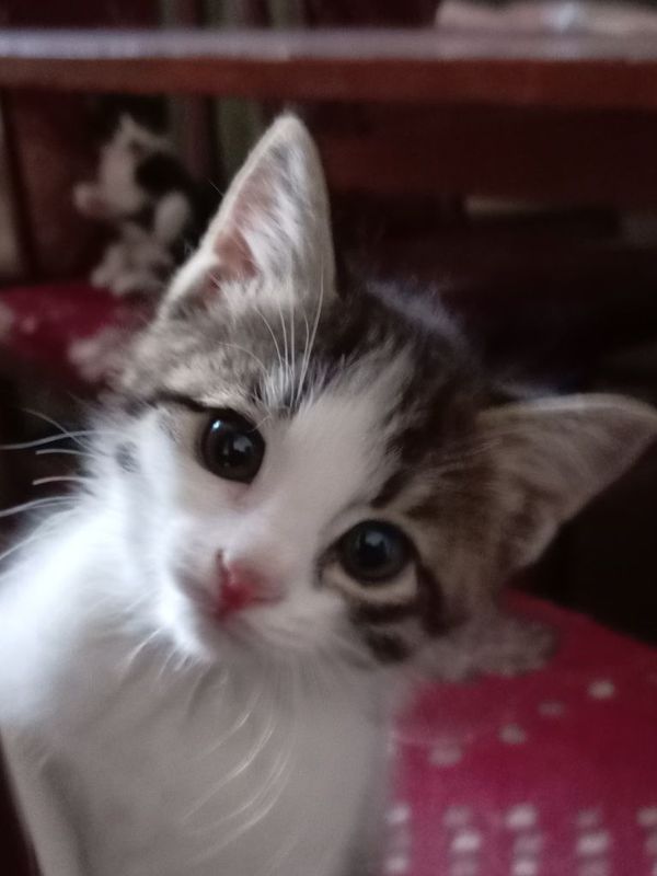 Продаётся котёнок Продаётся котёнок