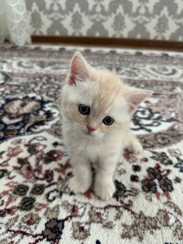 Котята скотиш страйт Котята скотиш страйт