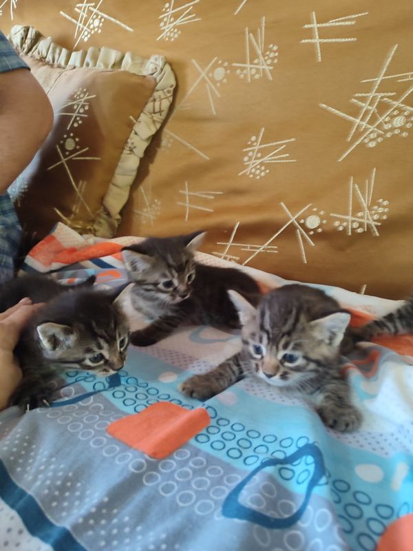 Котята очень хорошие