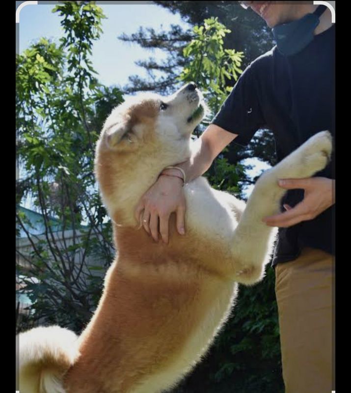 Akita inu sotiladi