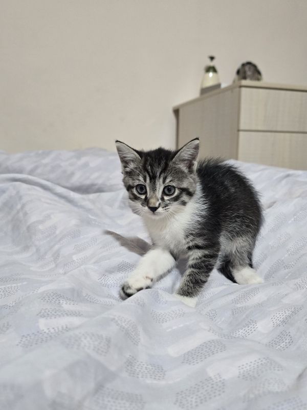 Отдаём котят в хорошие добрые руки