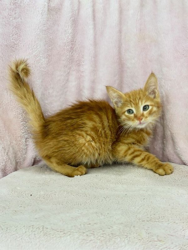 Отдаем котят в хорошие руки Отдаем котят в хорошие руки