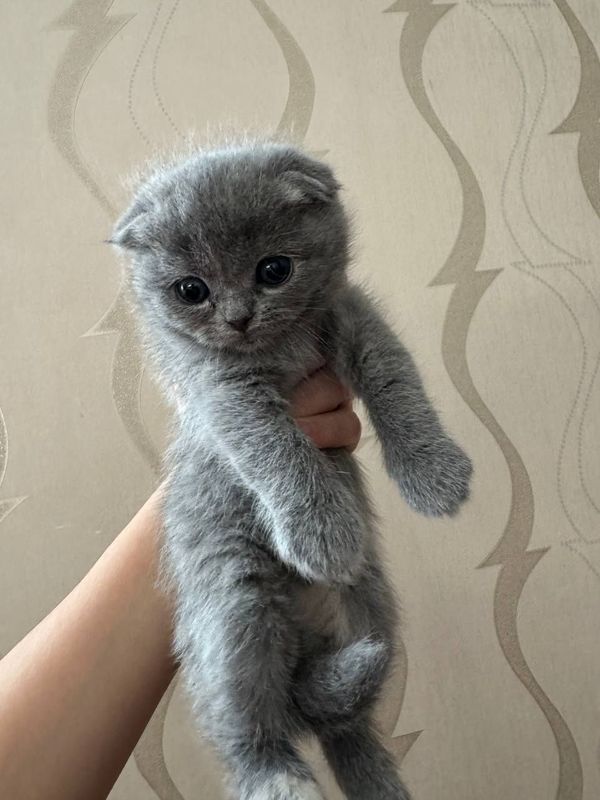 Котята scottish fold и шиншила