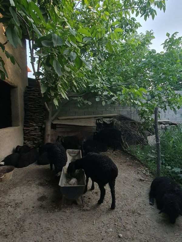 Semiz Quy quzilar Qurbon va hayit bayramlari uchun va yaxshi kuningiz