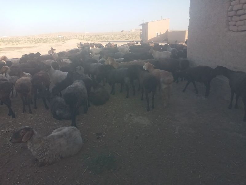 Quylar sotiladi yemda turibdi Quylar sotiladi yemda turibdi