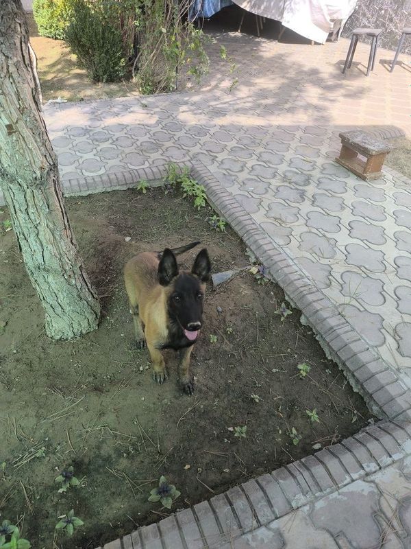 Малинуа 3 месяцный щенок привозной