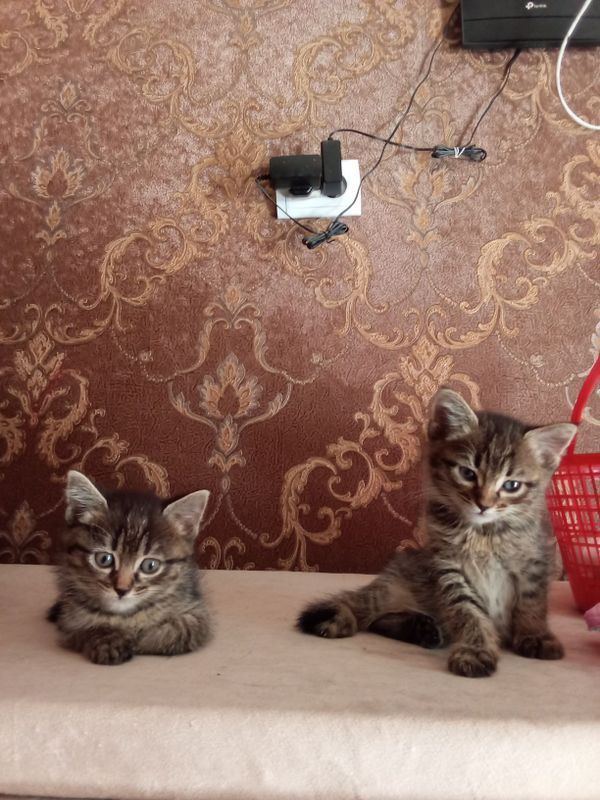 Отдам даром маленьких котят Отдам даром маленьких котят