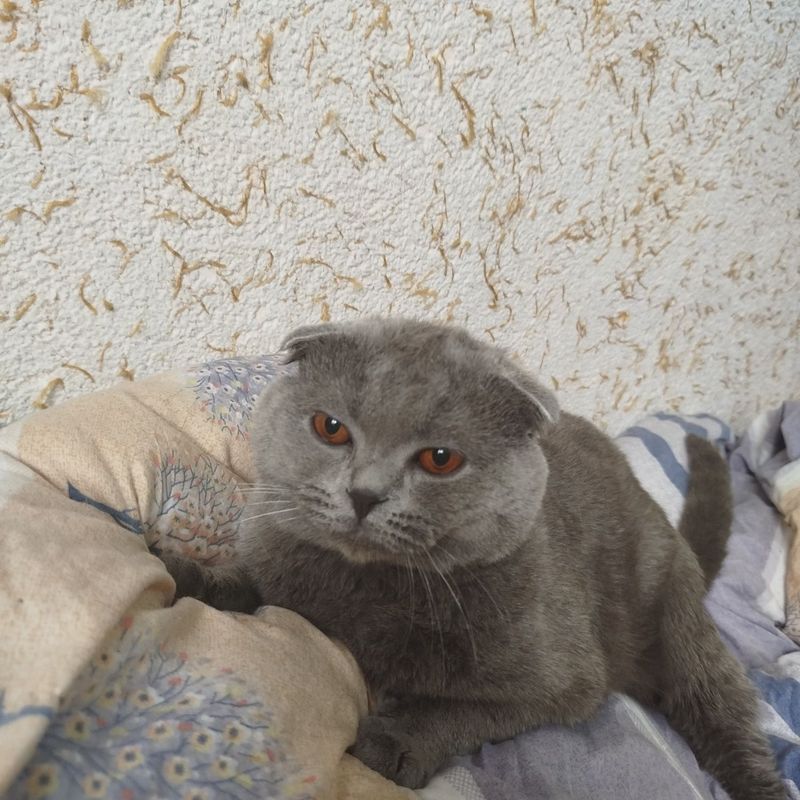 Продается кот веслоухий Продается кот веслоухий