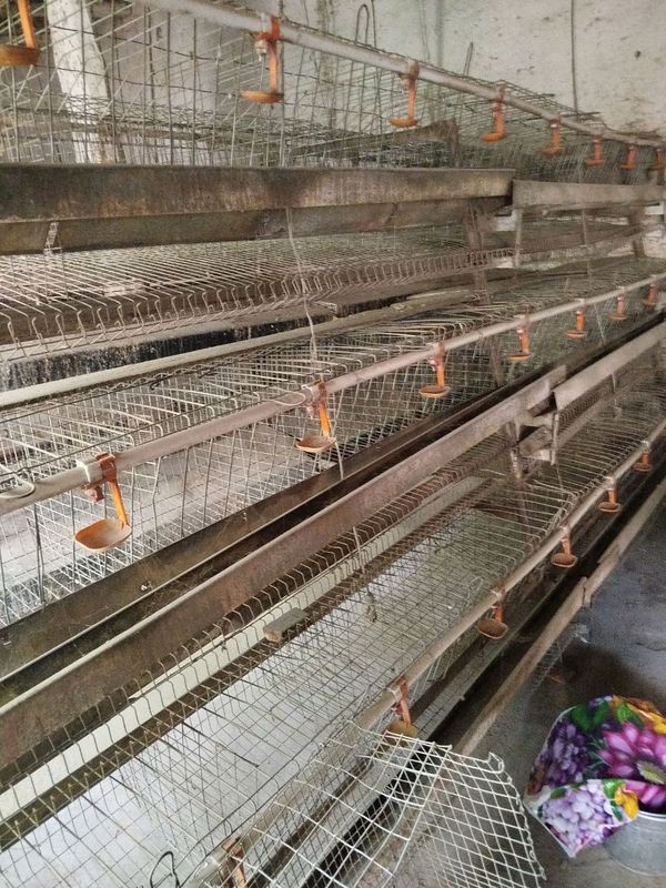 Bekim tiri nerjaveka kapilik tovuq katak Bekim tiri nerjaveka kapilik tovuq katak