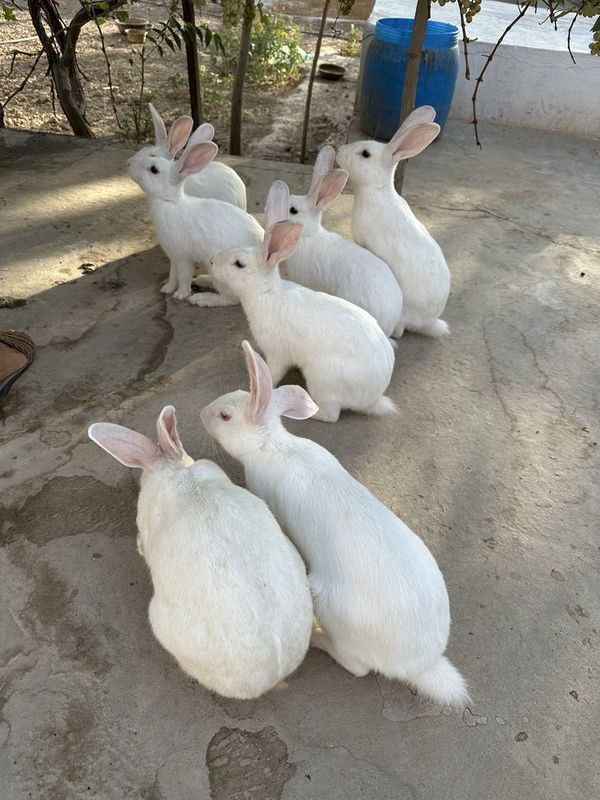 Quyonlar Sotiladi Quyonlar Sotiladi