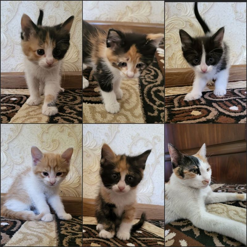 Кошка и пять котят Кошка и пять котят