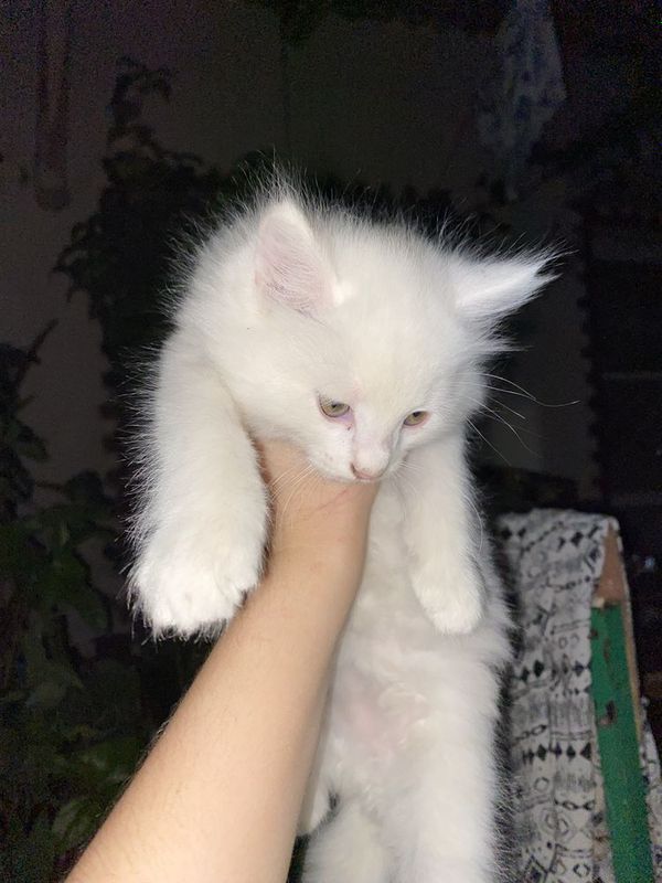 Котенок пародистый смашаны с сиямский и скотиш Котенок пародистый смашаны с сиямский и скотиш