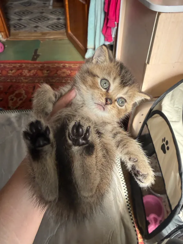 Котята золотые шиншиллы