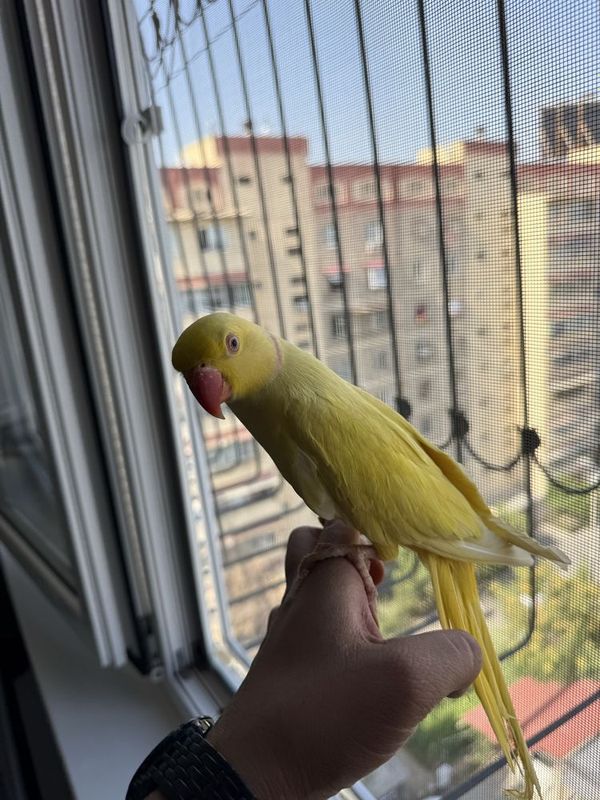 Продаю ручного ожерелового попугая
