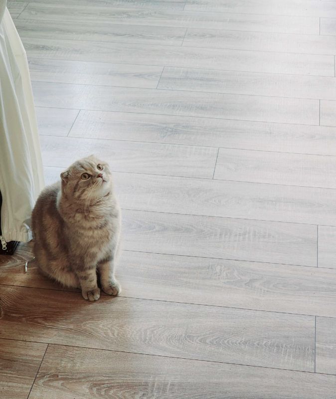 Noyob rangli, toza zotli Scottish fold mushugi sotuvda! Noyob rangli, toza zotli Scottish fold mushugi sotuvda!