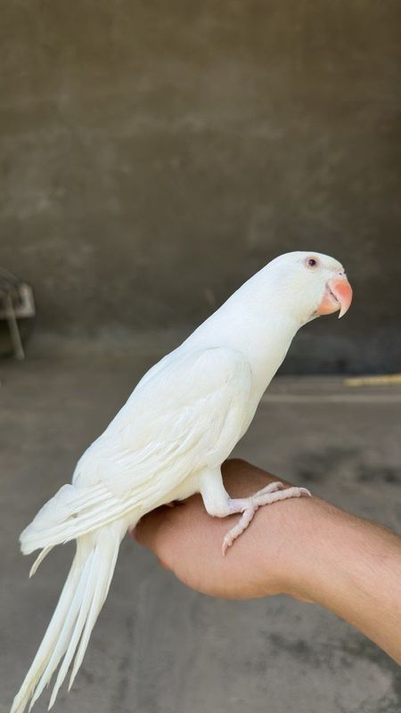 Ручной ок ожирела