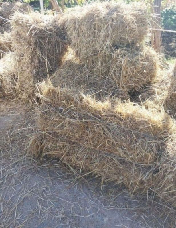 Pires sotiladi narxi kelishiladi