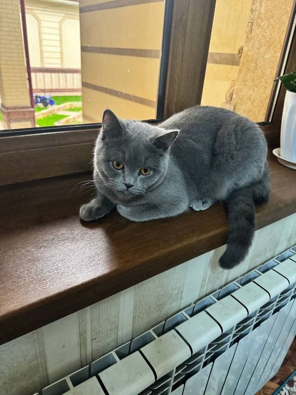 Кот и кошка с детьми Кот и кошка с детьми