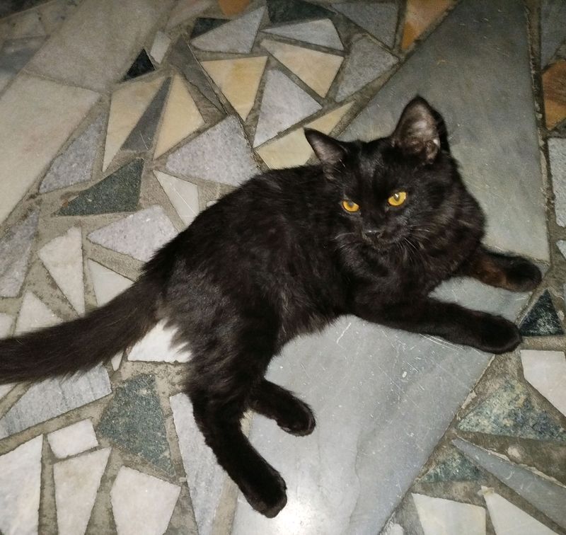 Домашний котёнок/Uy mushukcha Домашний котёнок/Uy mushukcha