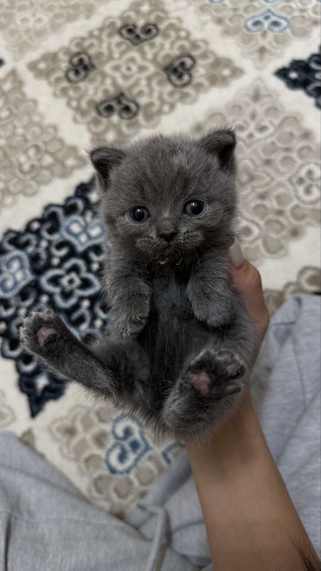Шотланский котята