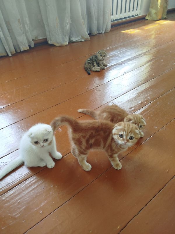 котёнки очень милые котёнки очень милые