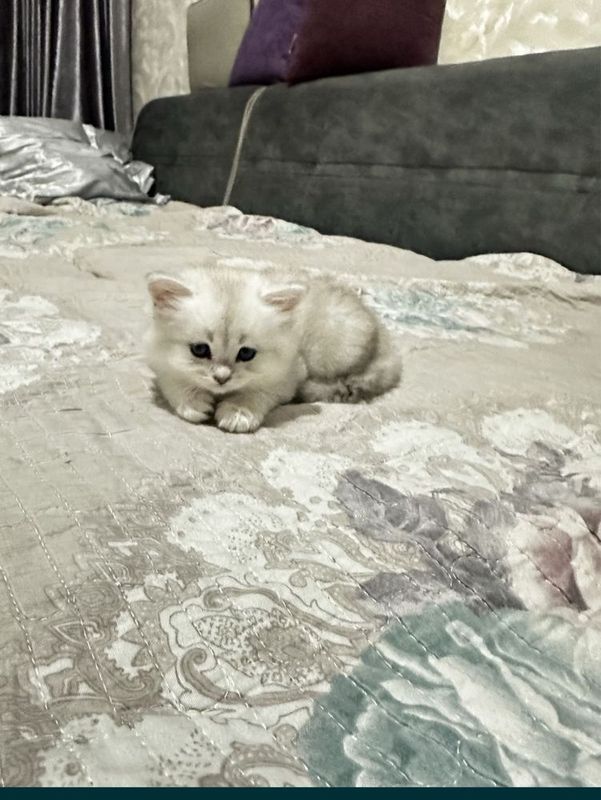 Mushuk shinshila