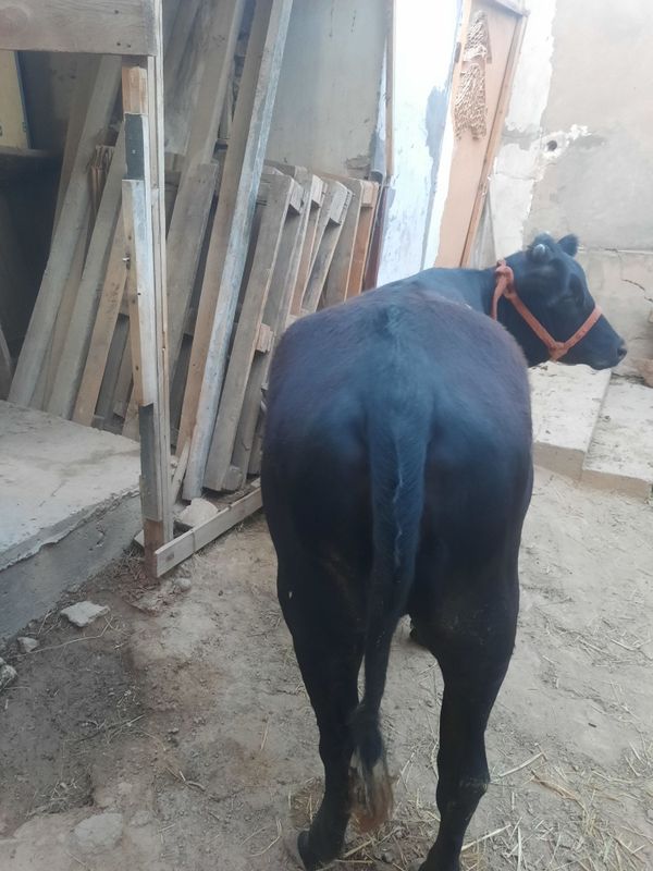 Kotta semiz g'o'najin sotiladi