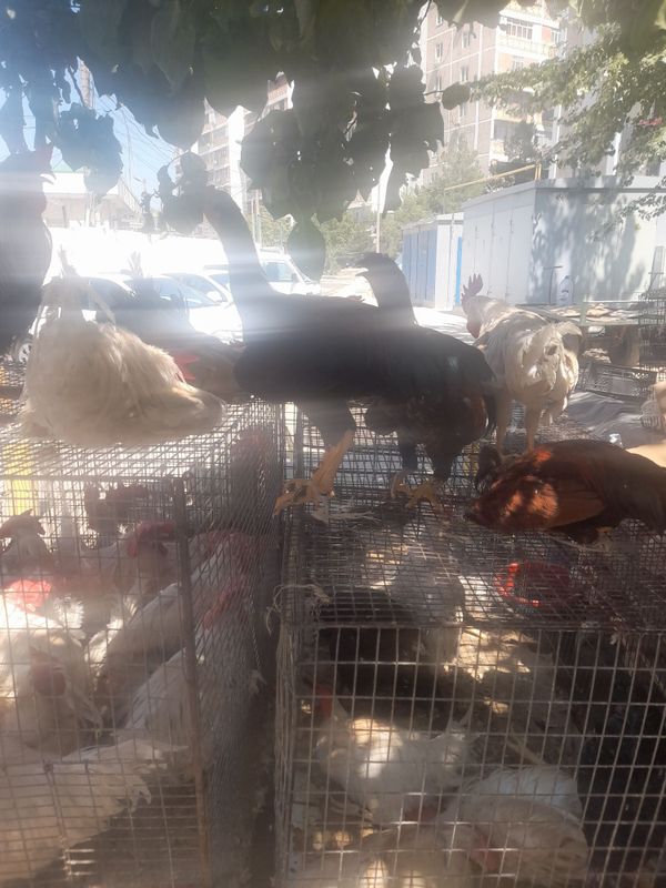 Xoroz tovuq lar yunusobod dexqon bozorida valiantla kop Xoroz tovuq lar yunusobod dexqon bozorida valiantla kop