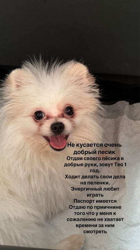 Продам собаку 1 год Продам собаку 1 год