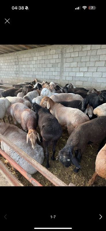 Toza boqilgan qochiqorlar sotiladi