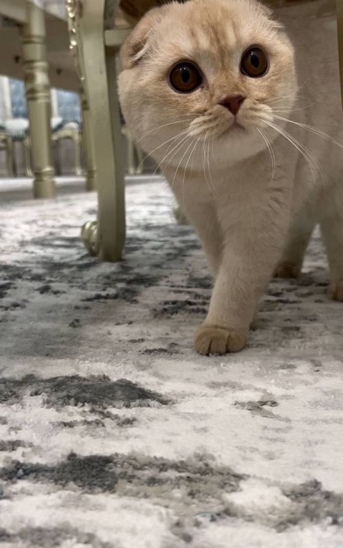 Scottish Fold (ogil bola)