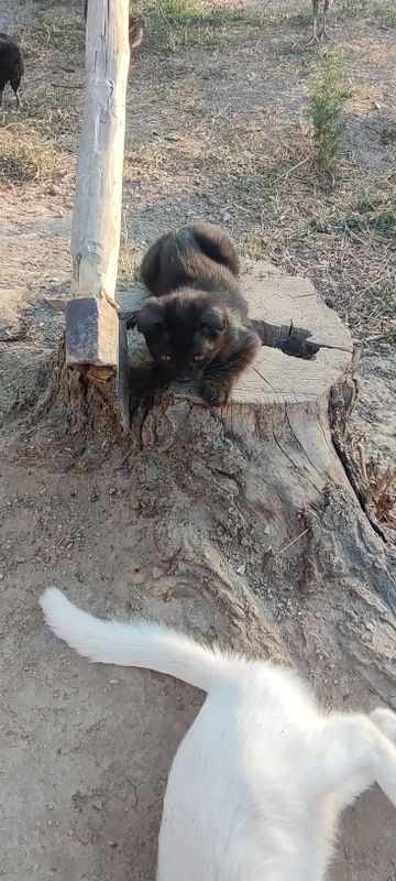 Шотландский мушу сотилади