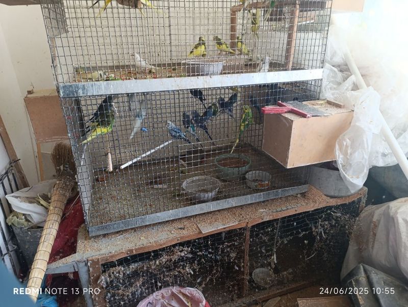 Qushlar sotiladi donaga 70 mingdan hammasi qafaslari bilan kelishilad