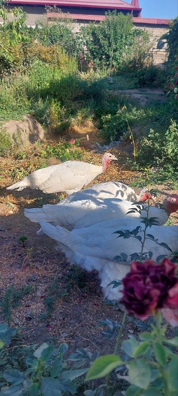 Индюк и индюшата Индюк и индюшата