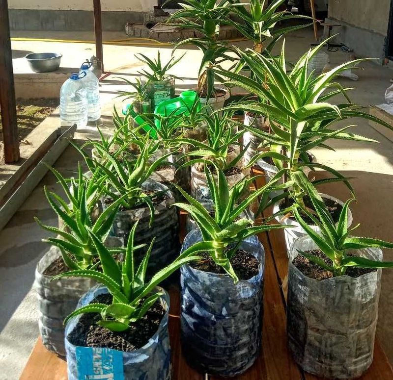 Aloevera gullari, xonaki, o'z qo'llarim bilan parvarishlaganman