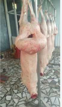 Қўй гўшти ширвоз Қўй гўшти ширвоз
