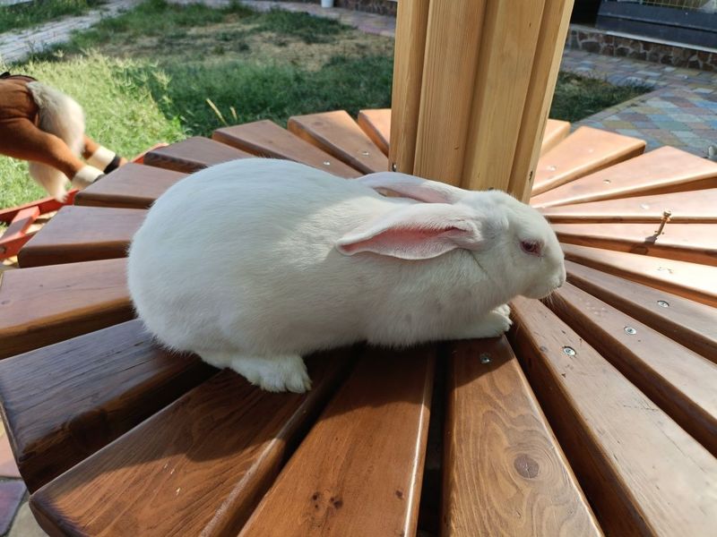 Toza Hikol quyonla sotiladi Toza Hikol quyonla sotiladi