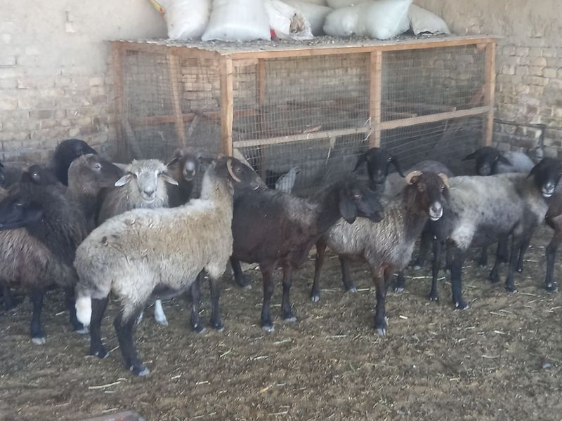 Qo'ylar sotiladi Qo'ylar sotiladi