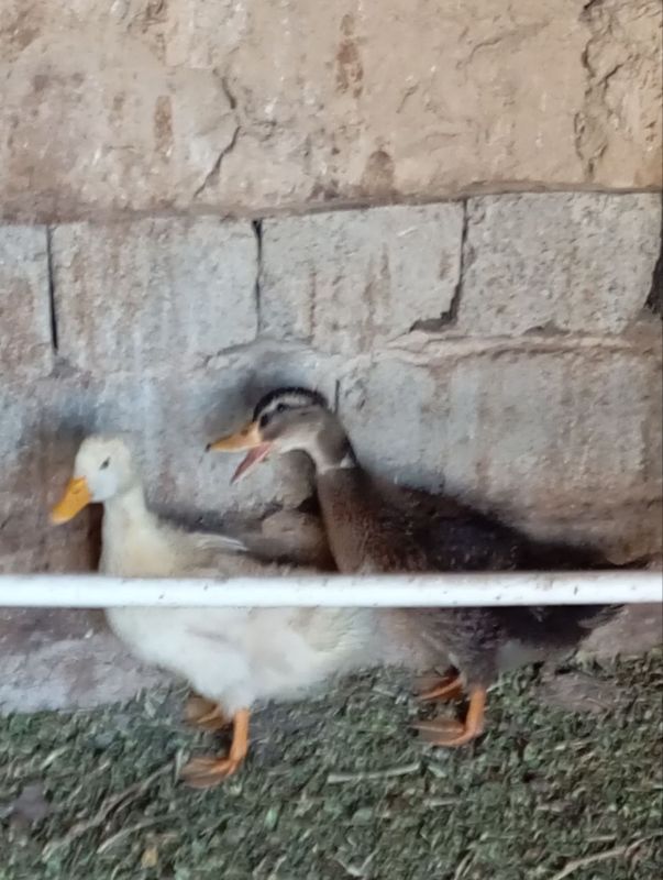 O'rdak 2 oyli sotiladi O'rdak 2 oyli sotiladi