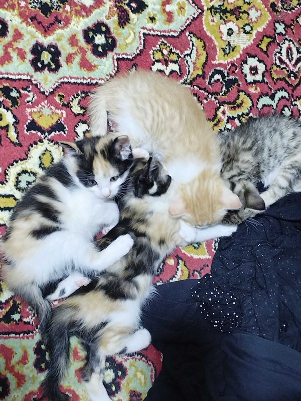 Котята в добрые руки!!! Котята в добрые руки!!!