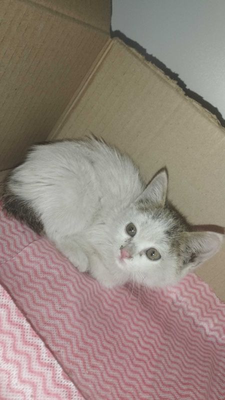 Отдам котёнка в добрые руки Отдам котёнка в добрые руки