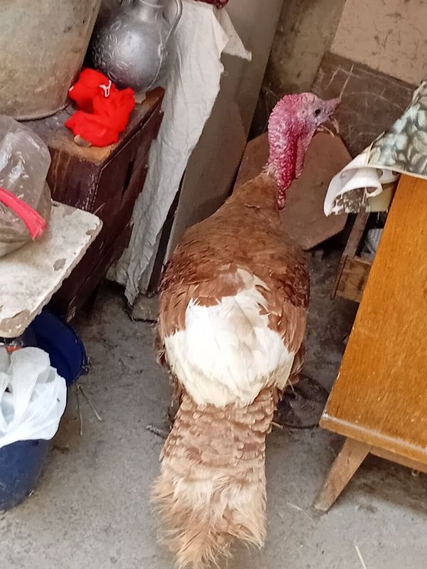 Qizil kurkalar sotiladi Qizil kurkalar sotiladi