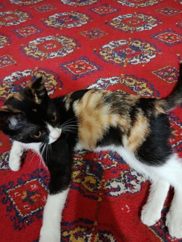 Котёнок в добрые руки! Котёнок в добрые руки!